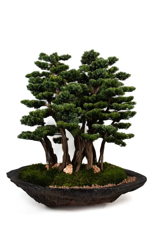 Bonsai Yapay Ağaç Bitki, görsel 24