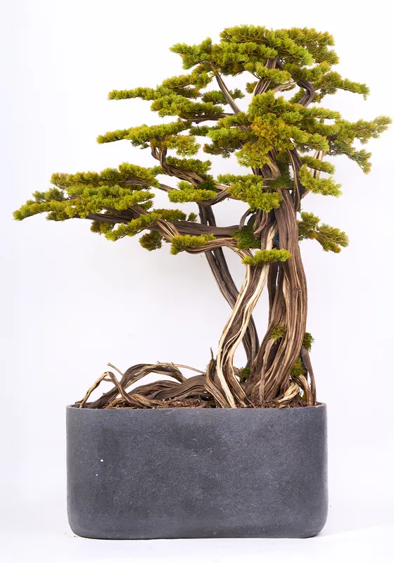 Bonsai Yapay Ağaç Bitki, görsel 37